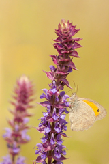 Hyponephele lupinus