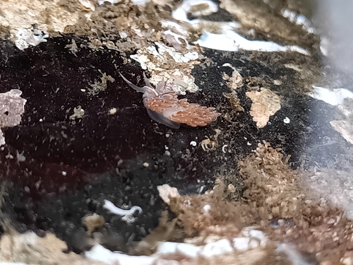 Facelina auriculata