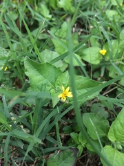 Calyptocarpus vialis