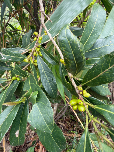 Aporosa octandra, 2026-04-30