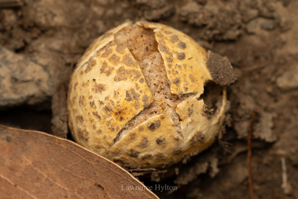 Scleroderma cepa
