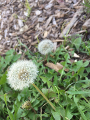 Taraxacum