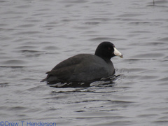 Fulica americana americana