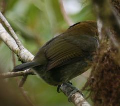 Semnornis frantzii
