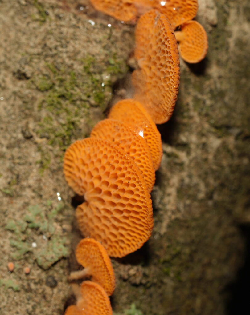 Favolaschia claudopus · April 2026 · photo: © william-harland (iNaturalist, cc-by-nc)