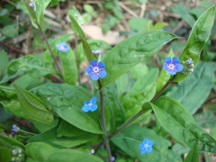 Omphalodes nitida
