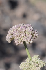 Seseli iliense