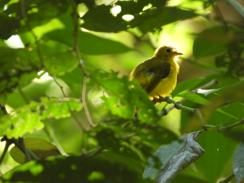 Sikatan matari (Culicicapa helianthea)