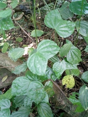 Phanera scandens
