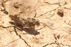 Asiotmethis muricatus