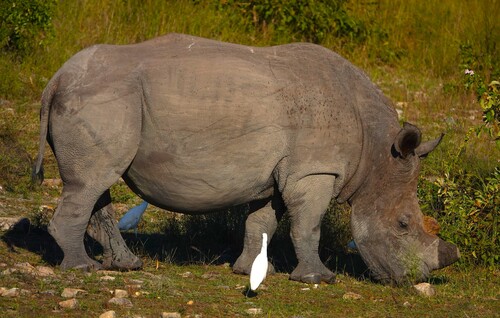 Southern White Rhinoceros