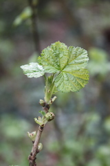 Ribes alpinum