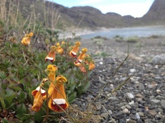 Calceolaria uniflora