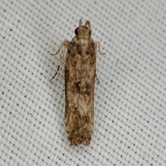 Prostomeus brunneus