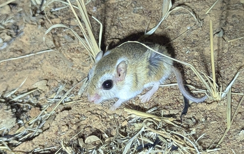 Lesser Egyptian Jerboa