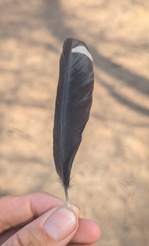 Common Hoopoe