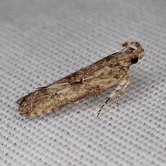 Prostomeus brunneus