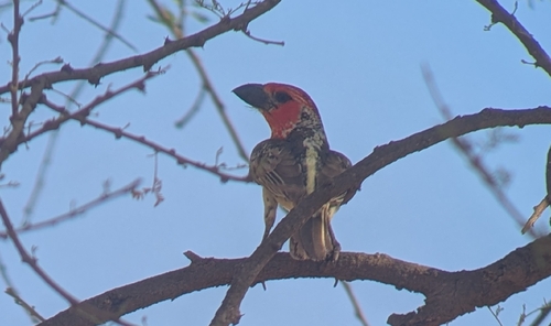 Vieillot's Barbet