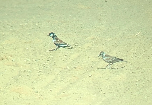 Chestnut-backed Sparrow-Lark