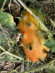 Cucumis metuliferus