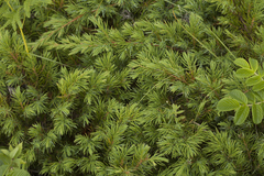 Juniperus rigida conferta