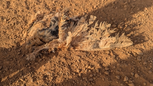 Golden Nightjar
