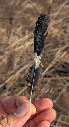 Common Hoopoe