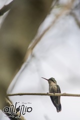 Cynanthus forficatus