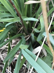 Narcissus