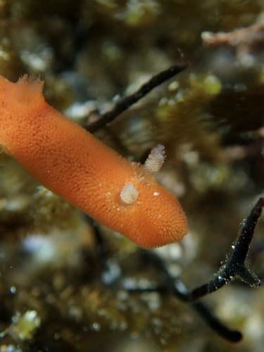 Rostanga rubra