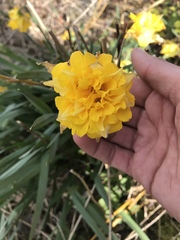 Narcissus
