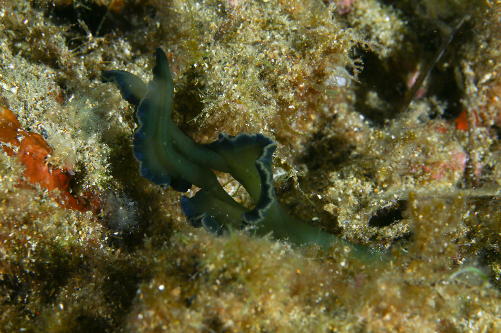 Bonellia viridis Rolando, 1822
