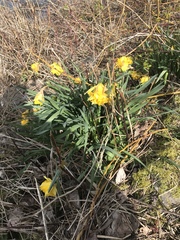 Narcissus