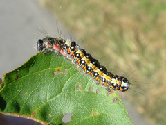 Acronicta tridens