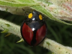 Mononeda ostrina