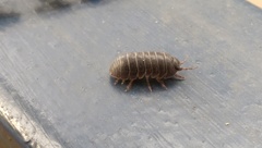 Armadillidium vulgare