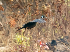 White-Shouldered Ibis photo 2