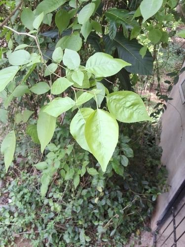 bengal quince