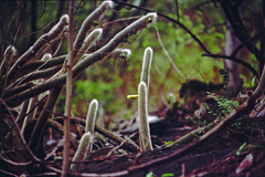Cleistocactus ritteri