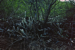 Cleistocactus ritteri