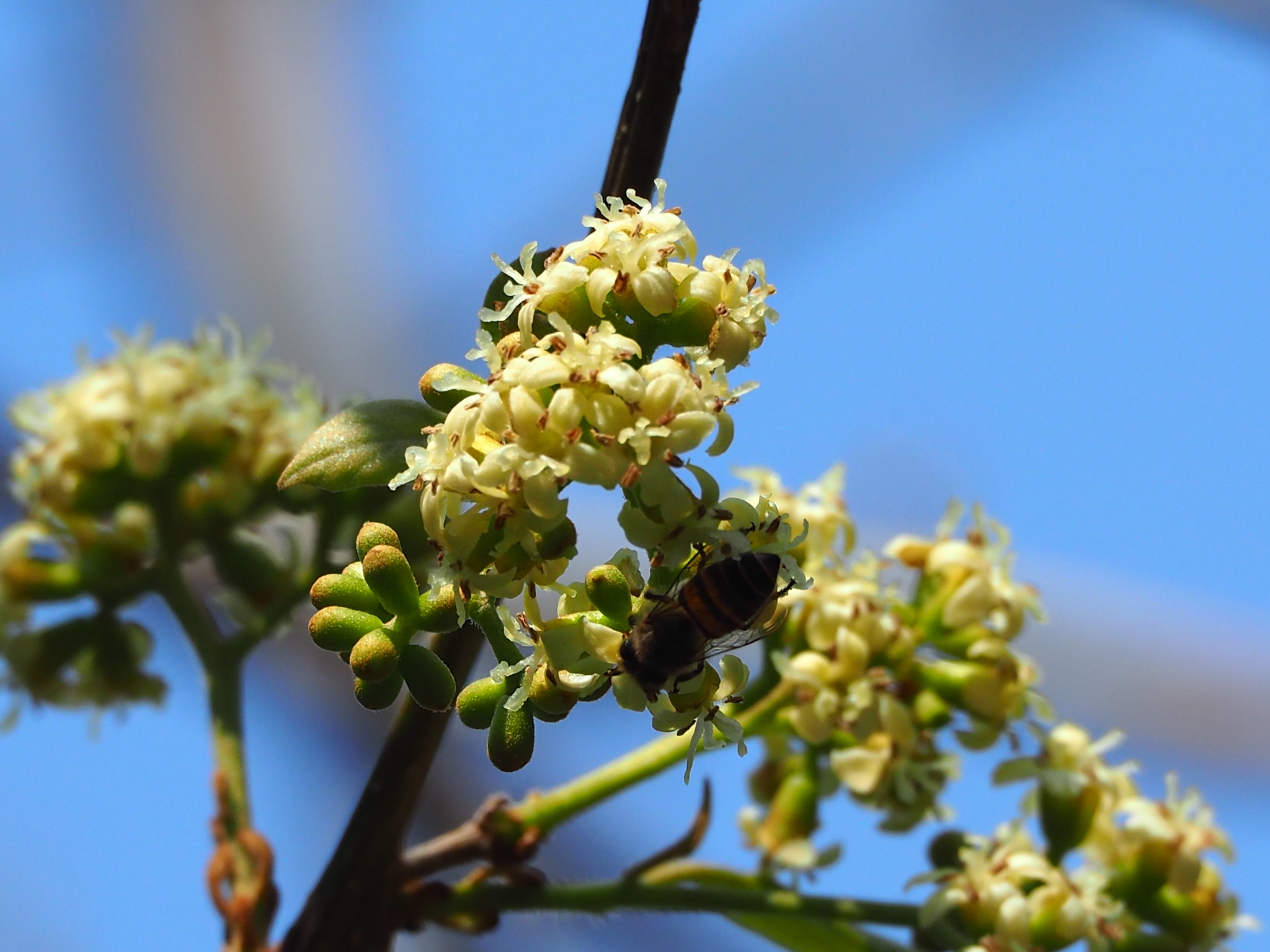 Cordia dichotoma