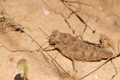 Asiotmethis muricatus