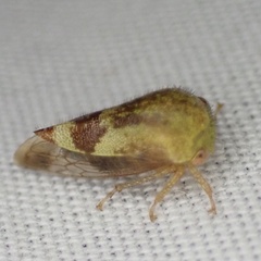 Ophiderma evelyna