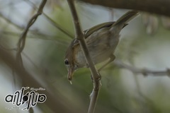 Vireo bairdi