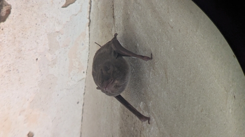 Egyptian Tomb Bat