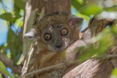 Lepilemur hubbardorum