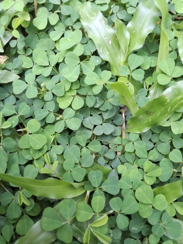 creeping tick trefoil