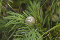 Juniperus rigida conferta