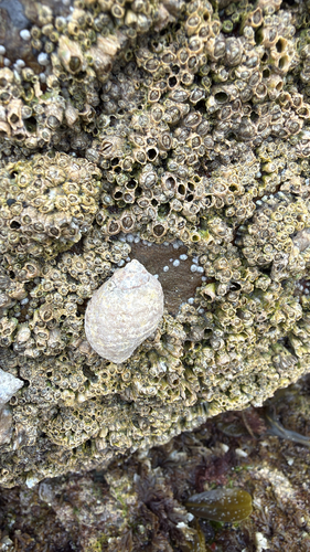 Nucella lapillus