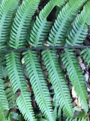 Pseudocyclosorus esquirolii